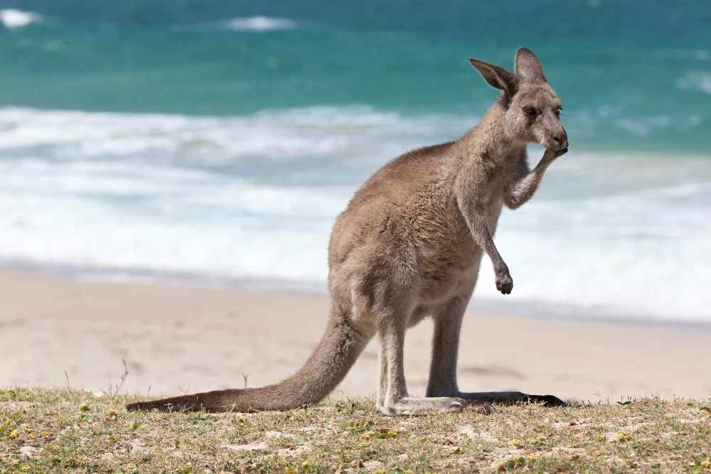 Australia (2)